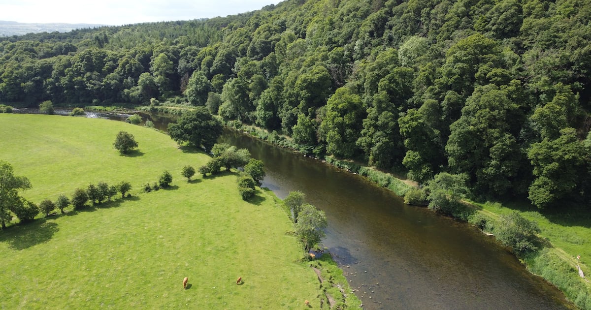 Former Inland Fisheries Ireland chief begins case at Workplace Relations Commission – The Irish Times