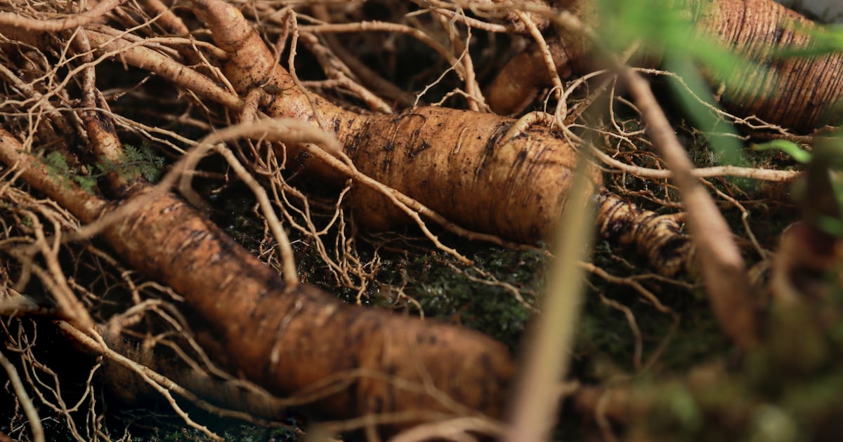 Ginseng adulteration remains a significant concern