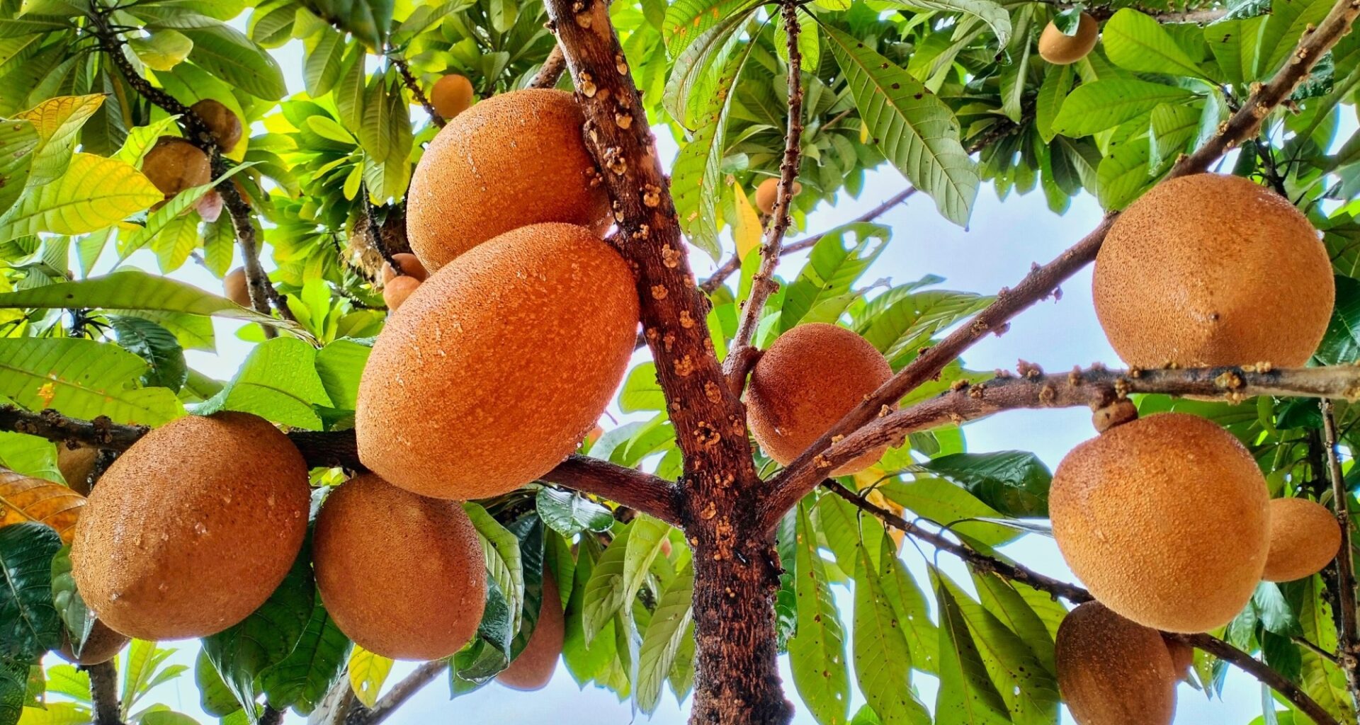 Health Benefits and Nutritional Value of Mamey Sapote