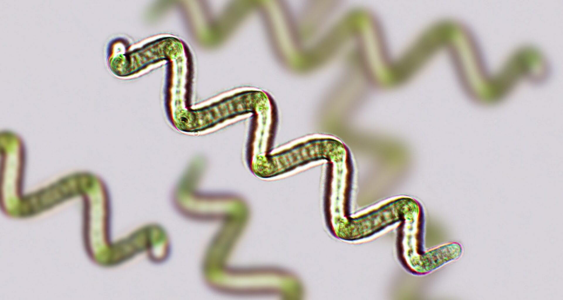 Spirulina sp. blue-green algae under microscopic view x100. Image Credit: Elif Bayraktar / Shutterstock. Study: Algae and Algal Protein in Human Nutrition: A Narrative Review of Health Outcomes from Clinical Studies