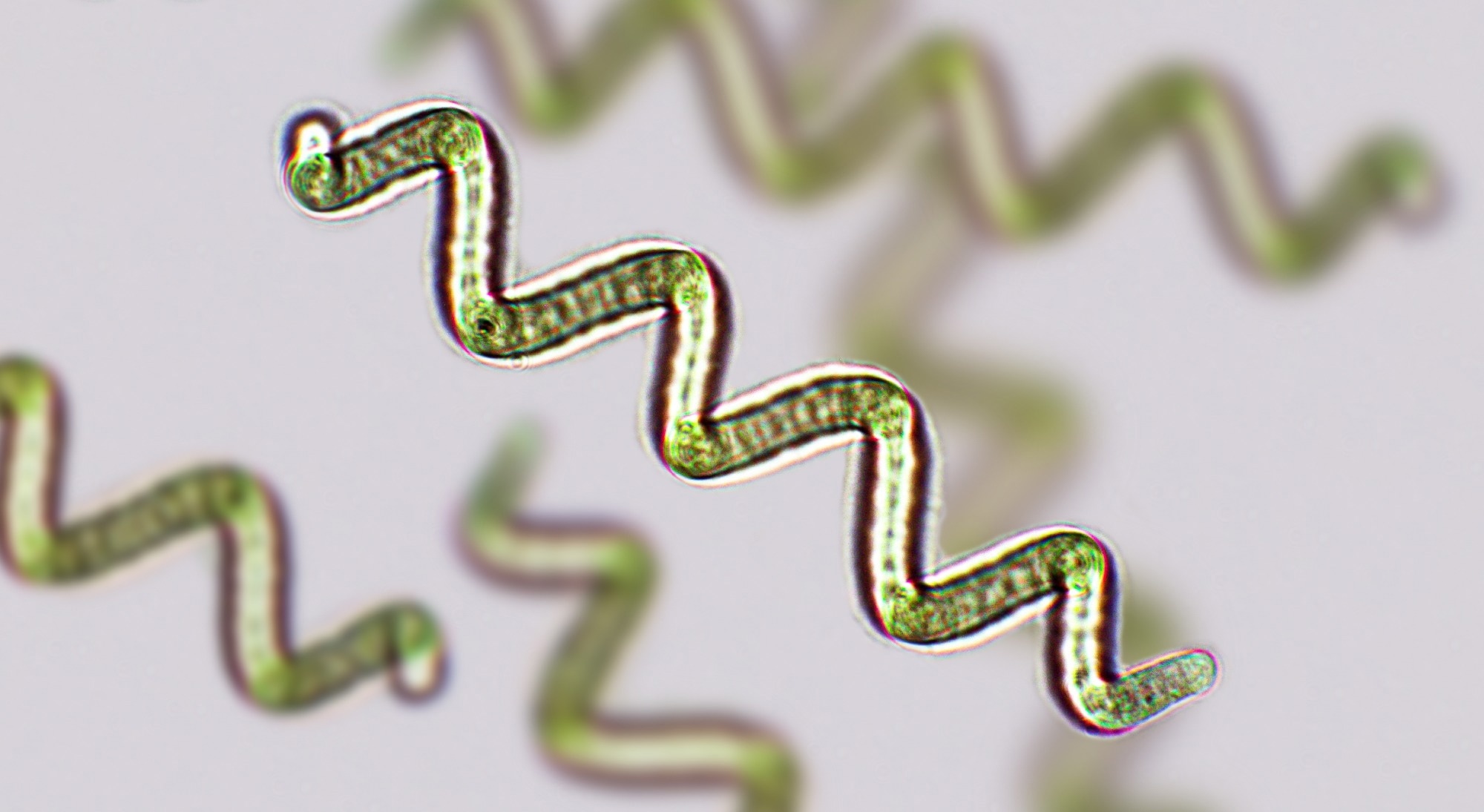 Spirulina sp. blue-green algae under microscopic view x100. Image Credit: Elif Bayraktar / Shutterstock. Study: Algae and Algal Protein in Human Nutrition: A Narrative Review of Health Outcomes from Clinical Studies