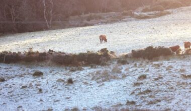 School closures in parts of Ireland as Met Éireann forecasts more freezing conditions – The Irish Times