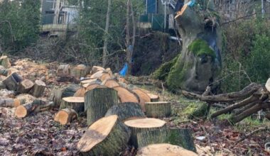 ‘Potential prosecution’ threat over felling of old east Donegal wood 