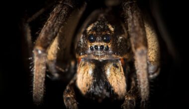 A macro shot of tarantula wolf spider (Lycosa tarantula)
