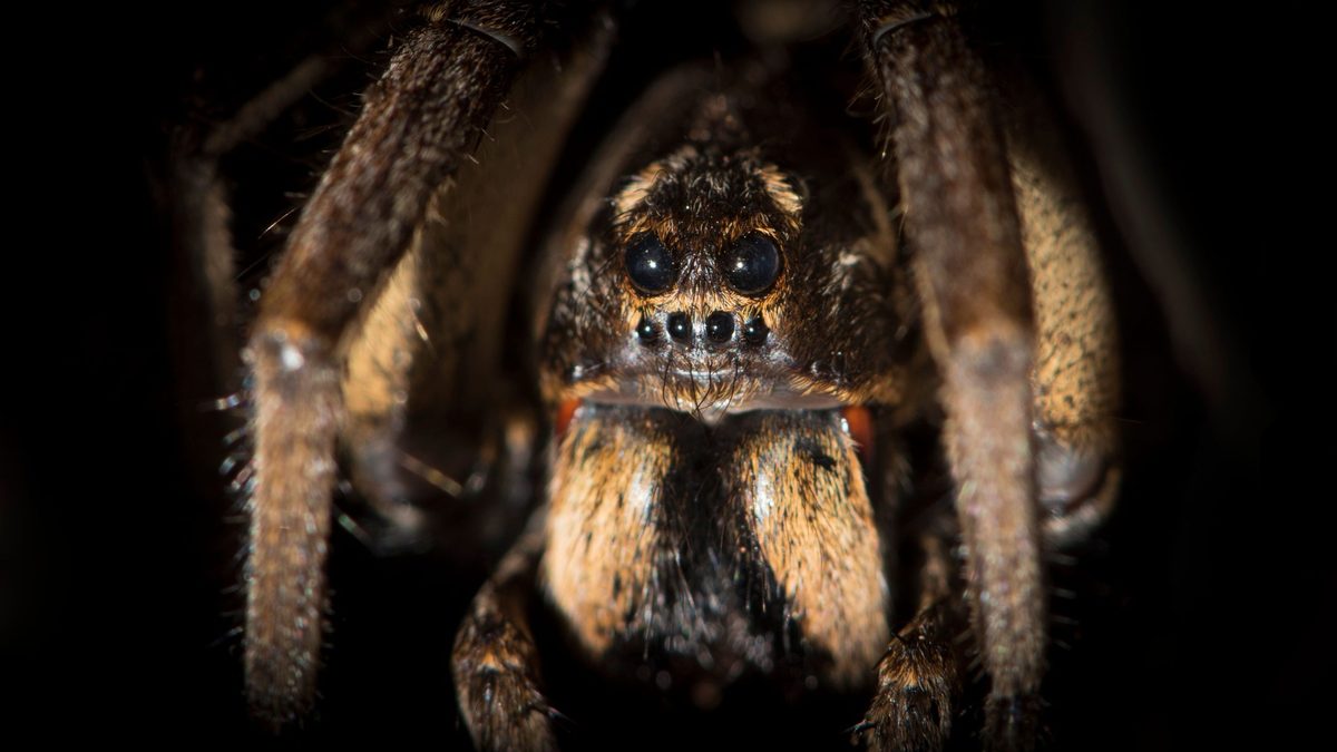 A macro shot of tarantula wolf spider (Lycosa tarantula)