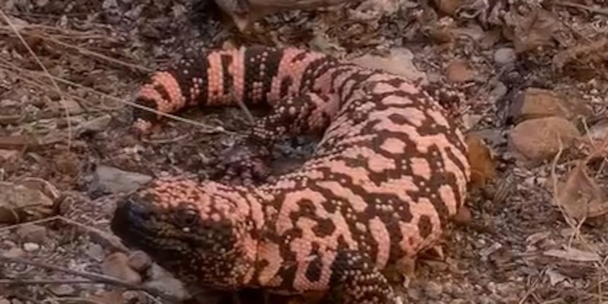 The Gila monster’s role in creating Ozempic