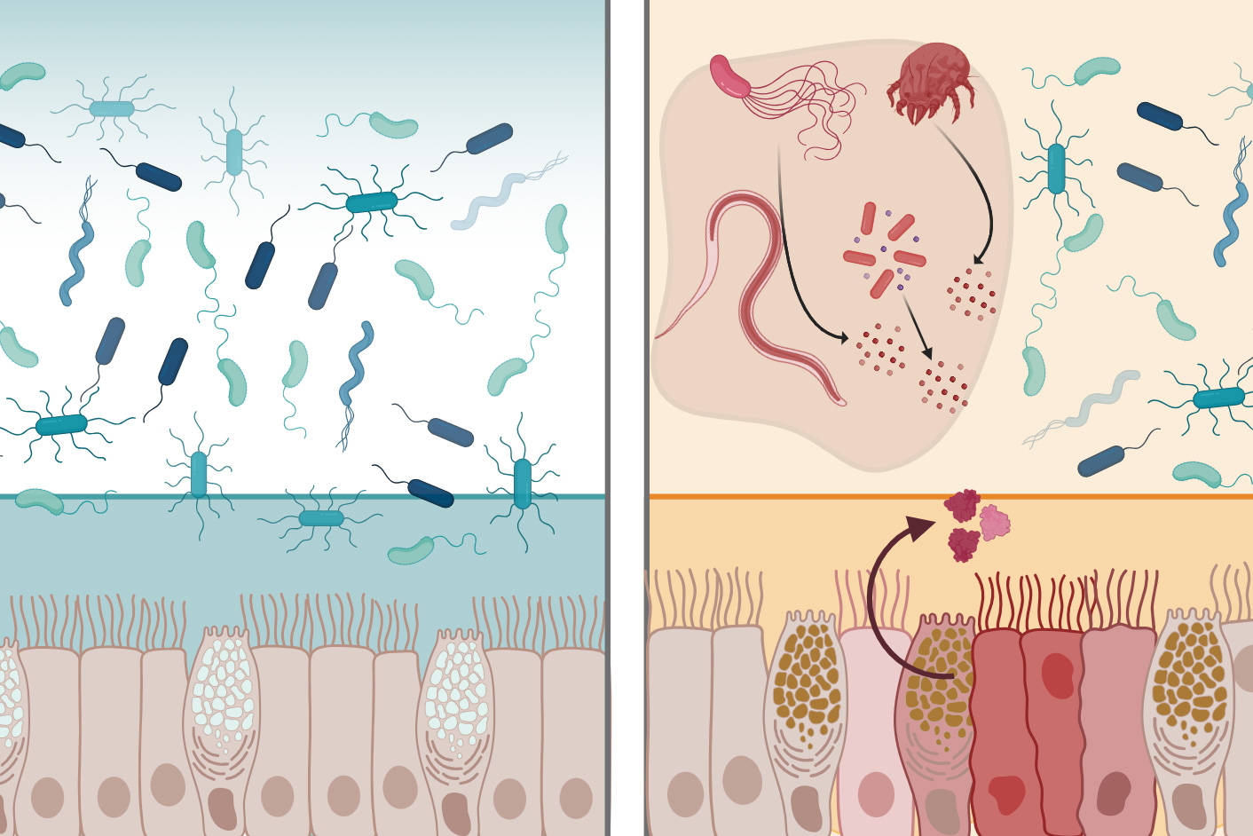 A protein found in the GI tract can neutralize many bacteria | MIT News