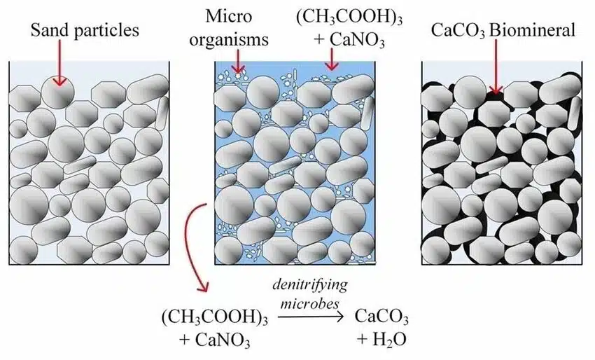 Microbial Biocementation Process Visualization