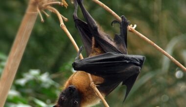 Sino Biological expands research reagent portfolio to support global Nipah virus vaccine and diagnostic development