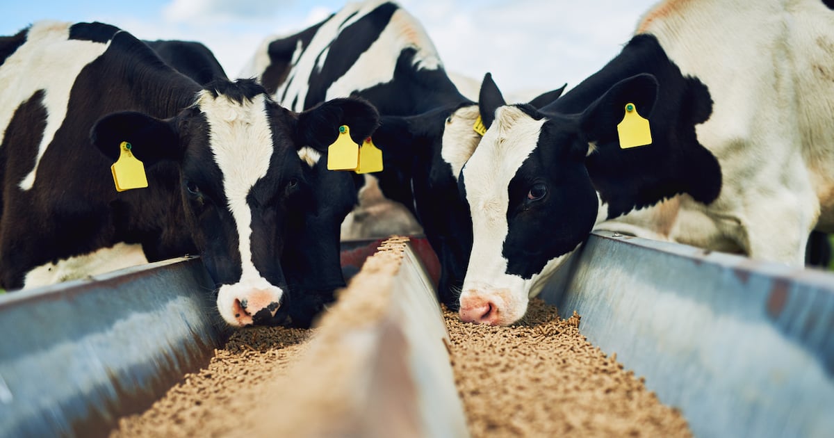 Fianna Fáil MEP criticises Mercosur opposition amid debate ‘focused exclusively on beef’ – The Irish Times