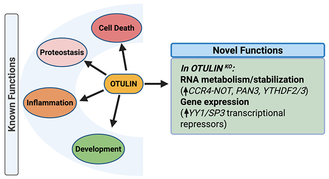 OTULIN features