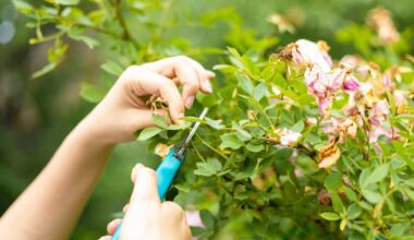 Is it okay to prune rose bushes at this time of year? – The Irish Times
