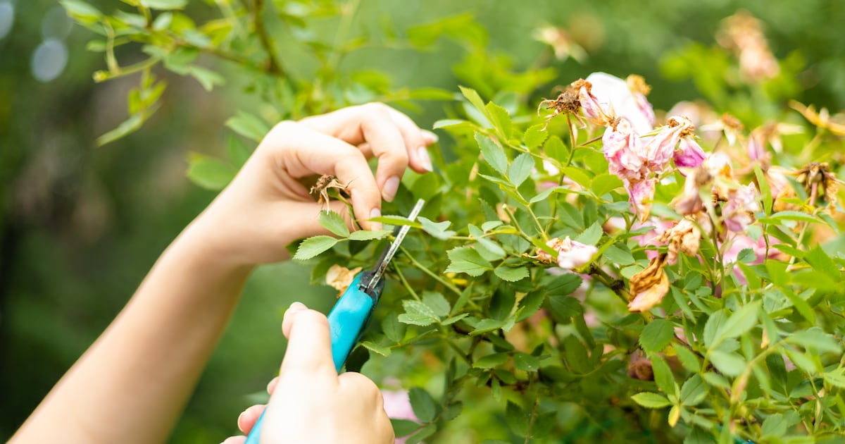 Is it okay to prune rose bushes at this time of year? – The Irish Times