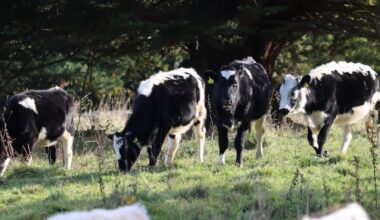 China agrees to lift ban and reopen market for Irish beef imports – The Irish Times