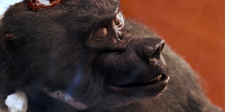 A baboon has its brain operated on in Primal Rage (1988).