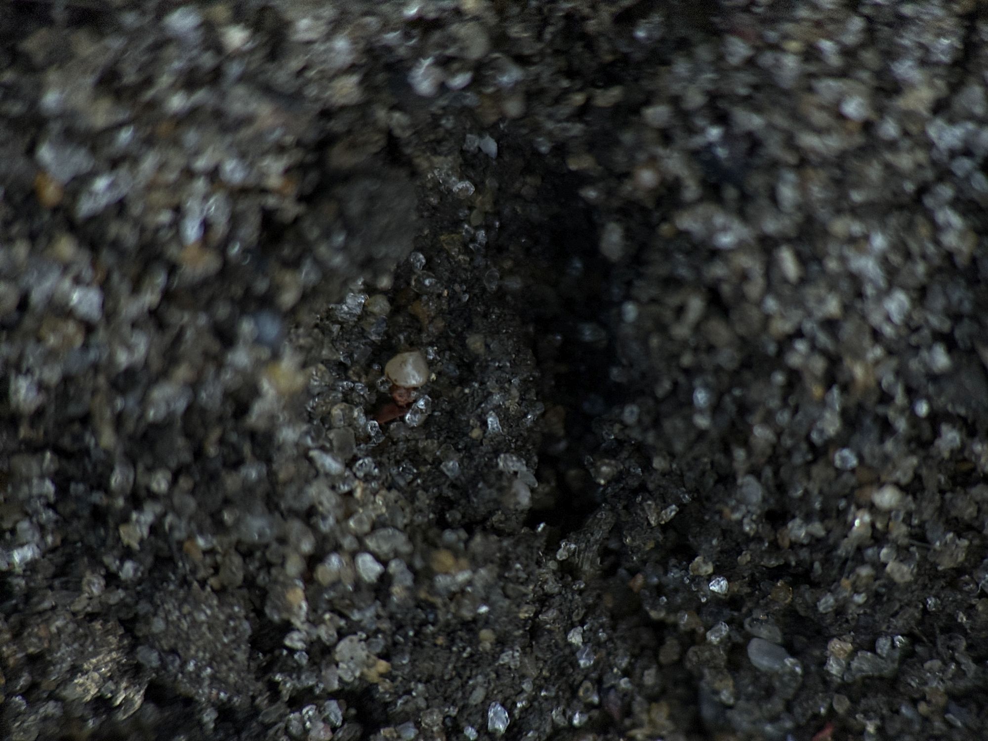 Shiftcam 240mm Super Zoom Tele macro sample.