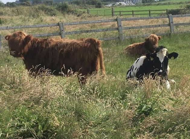 Shock closure of popular Copper Coast Mini Farm in Waterford sparks widespread sadness