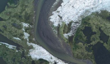 Trees floating towards the Arctic Ocean