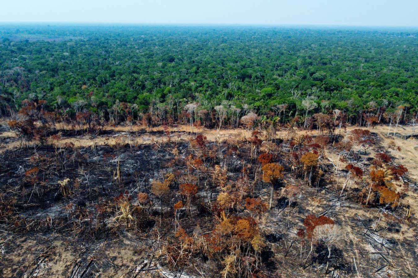 Amazon is getting drier as deforestation shuts down atmospheric rivers