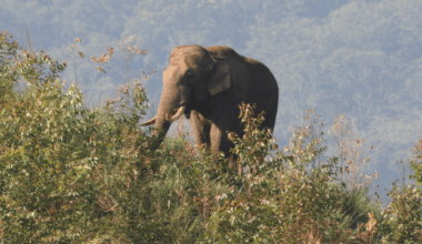 "Our jungle guide sprang into action, shouting urgently 'Run! Quickly! Run!' We were seemingly running for our lives from we knew not what"