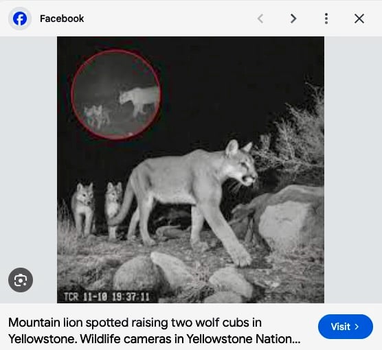 Black-and-white trail camera image shows a mountain lion and two wolf cubs walking together at night. An inset circle displays a closer view of the trio in the same location.