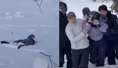 Snow Leopard Attacks Skier Near Chinese Ski Area