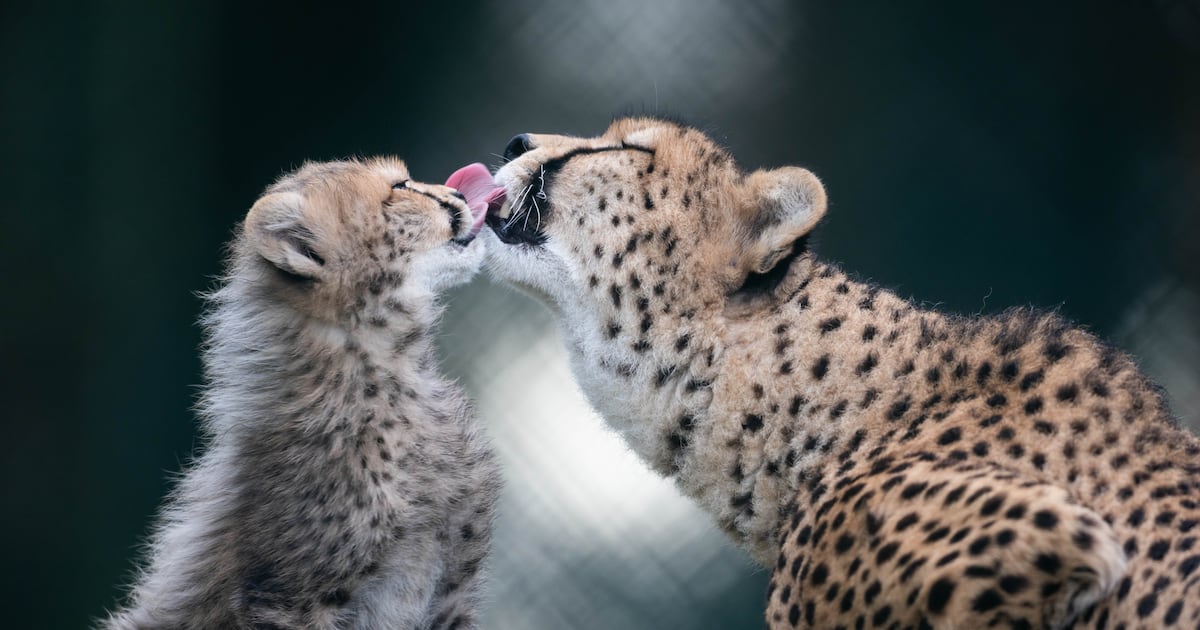 New cheetah cubs at Cork’s Fota Wildlife Park a boon to endangered species – The Irish Times