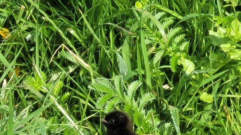 Seven ‘remarkable’ species found at conservation charity sites