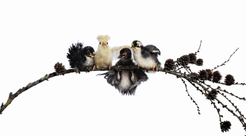 Four fluffy chicks of different colors perch closely together on a thin, bare branch with pinecones, against a white background. One chick hangs upside down, while the others stand upright.
