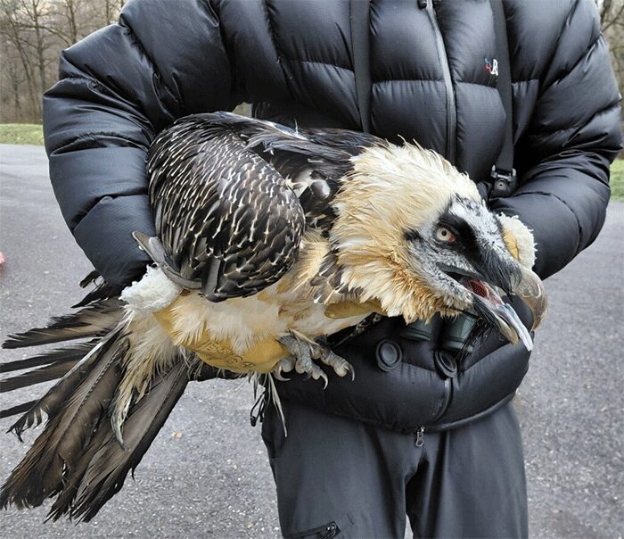 A bearded vulture help under someone's arm like an oversized football