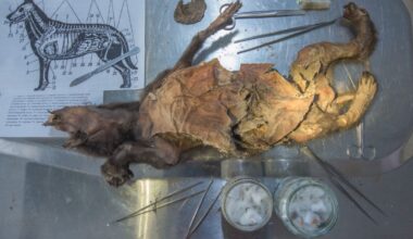 You Won't Believe Where Scientists Found a 14,400-Year-Old Woolly Rhino Genome
