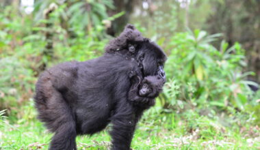 Twin Mountain Gorillas Born in Congo
