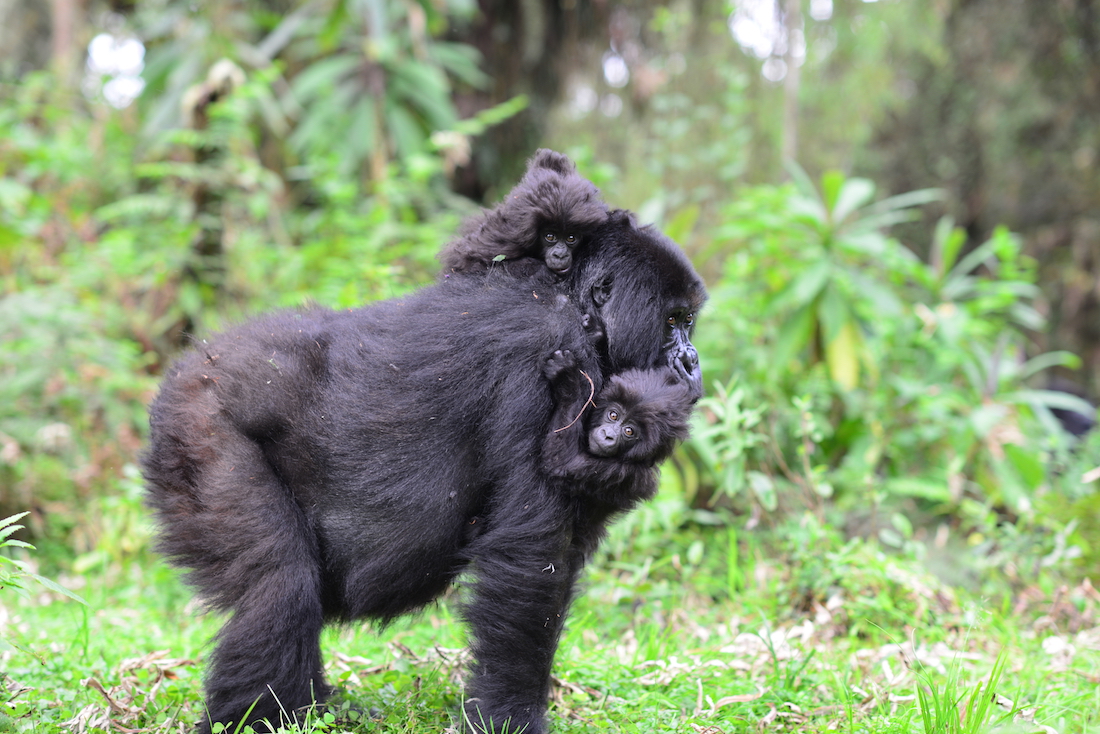 Twin Mountain Gorillas Born in Congo