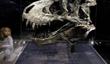 Study finds Tyrannosaurus rex did not reach full size until age 40