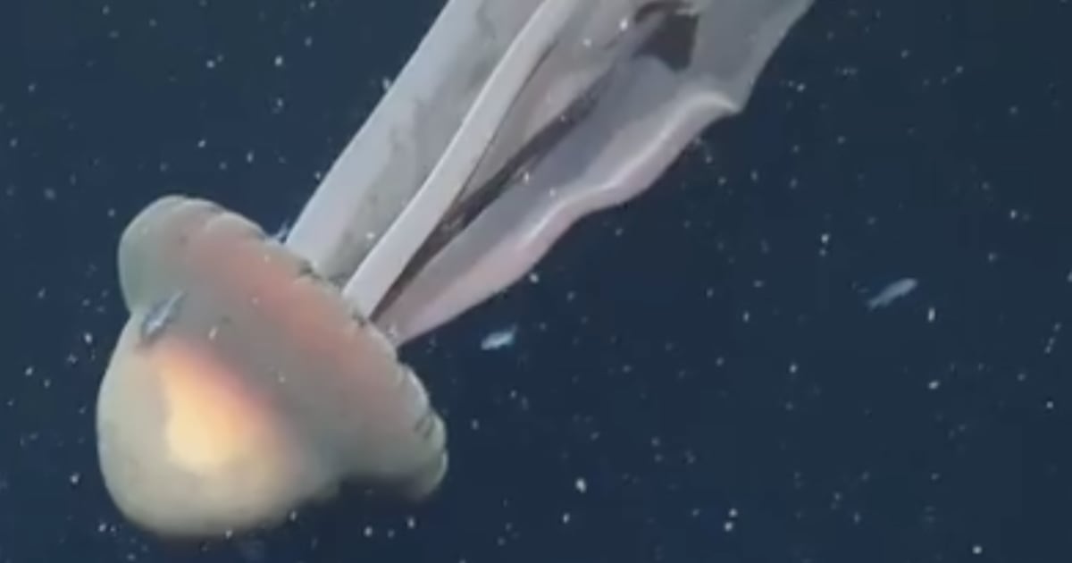 Divers Capture Terrifying Footage of Rare ‘Phantom Jellyfish’ Off Argentina Coast