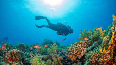 A 300-year-old giant black coral was discovered in New Zealand’s deep seas, revealing hidden ocean mysteries
