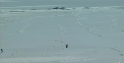 A penguin’s death march is going viral in 2026: What the ‘nihilist penguin’ meme means and how the White House reacted to it