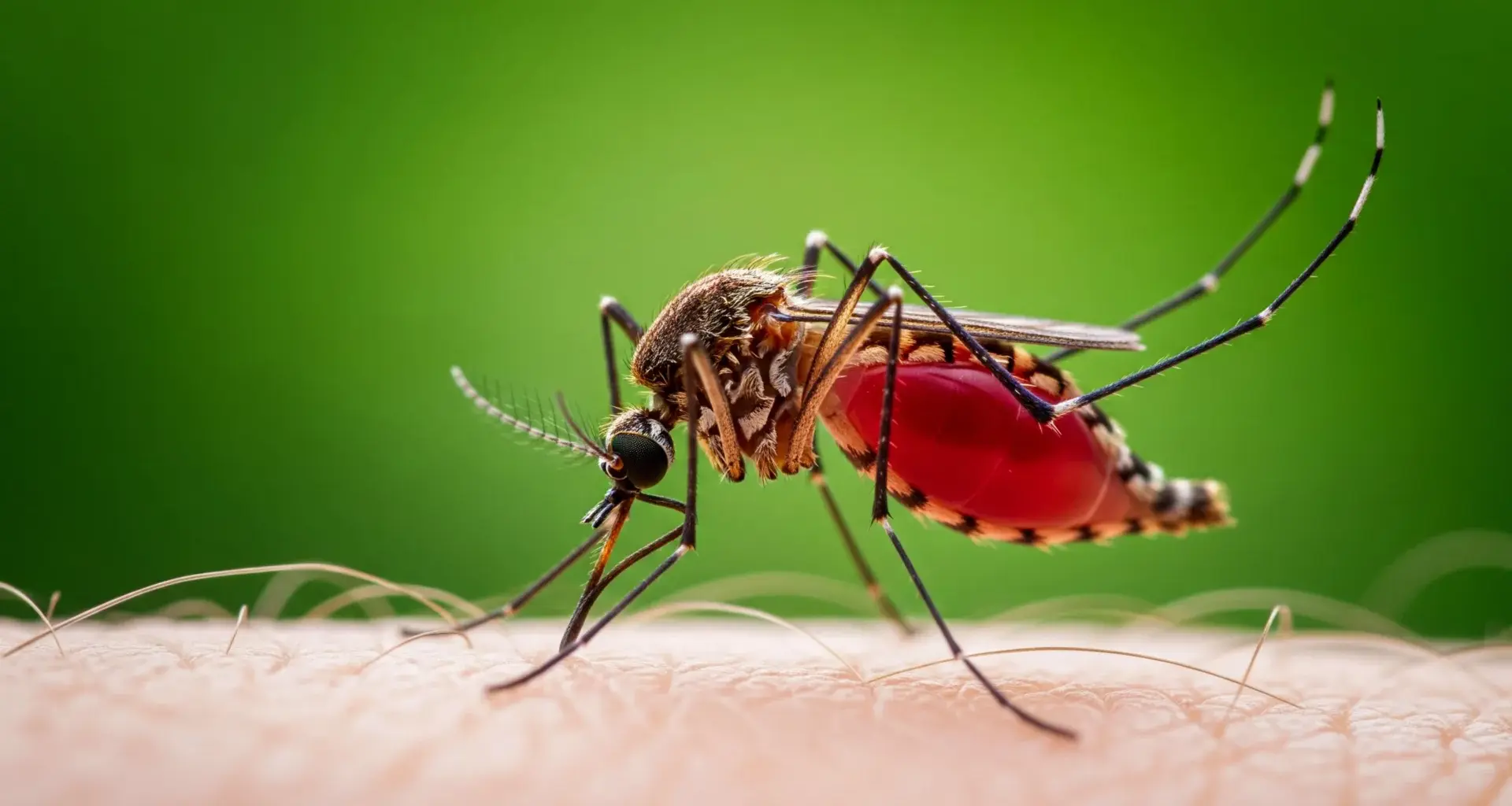 Forest loss is driving mosquitoes’ thirst for human blood