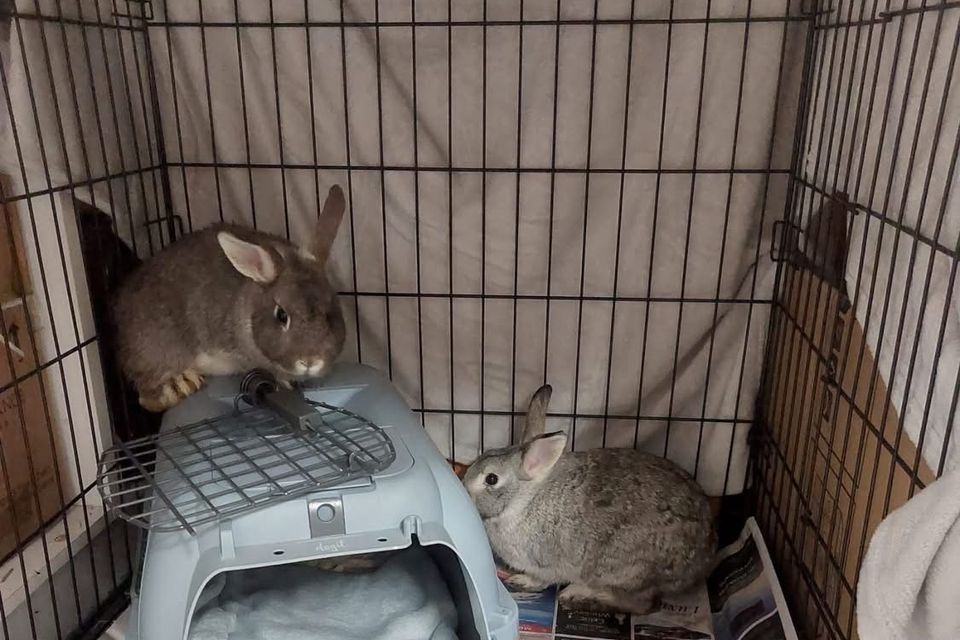 The dumping of the rabbits was caught on CCTV.