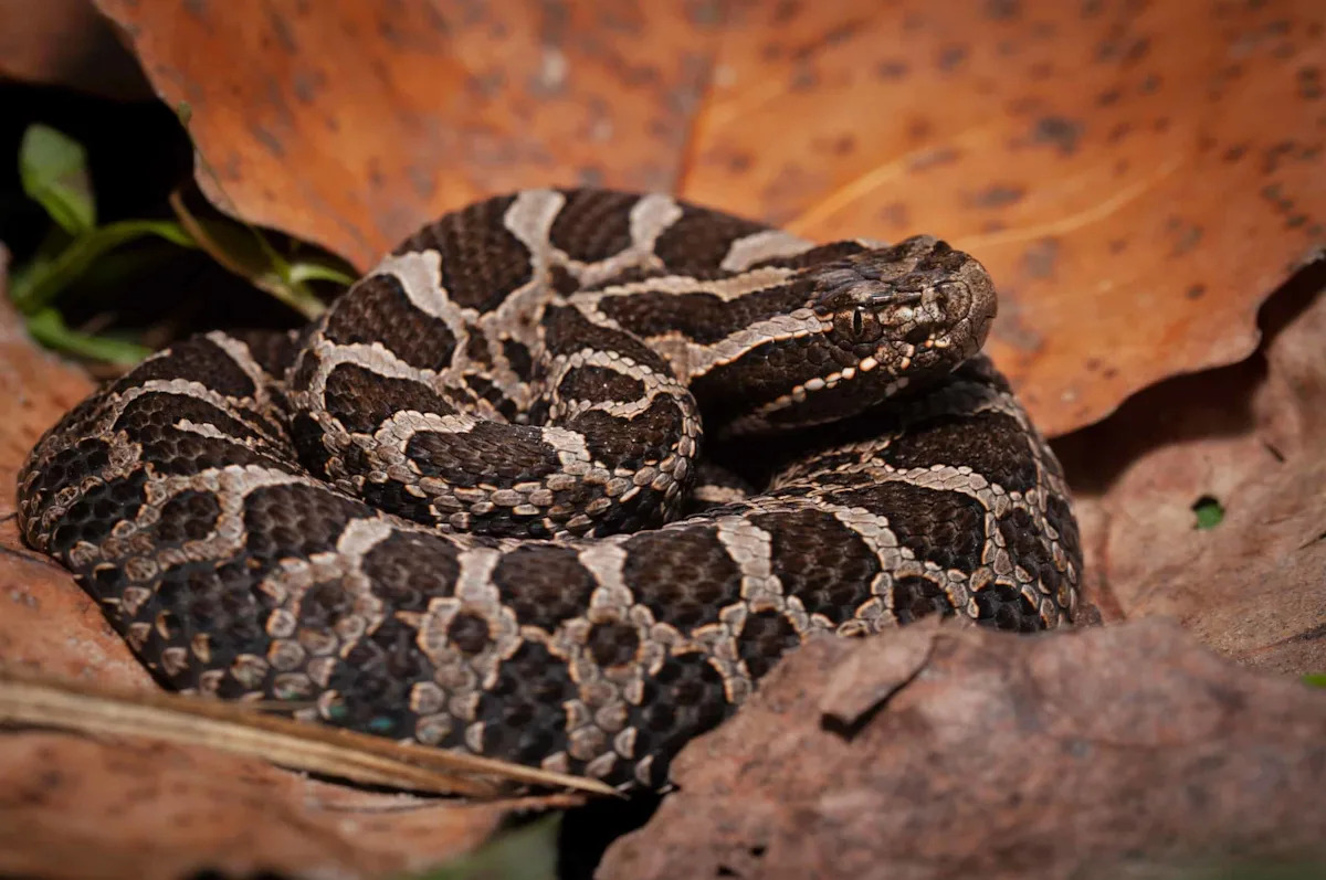 Inbreeding Threatens Michigan’s Only Rattlesnake — What It Means for Conservation