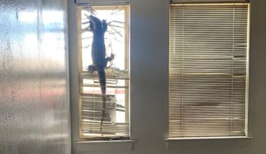 Huge lizard found in vacated Alameda home – East Bay Times