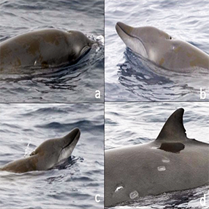 A juvenile/subadult ginkgo-toothed beaked whale, Mesoplodon ginkgodens, and the BW43 pulse. It has a dark eye patch and a barely discernable dark eye band that travels up from the eye patch and over the back, behind the blowhole; it has a pale, anterior eye spot just in front of the dark eye patch. Credit: Pusser