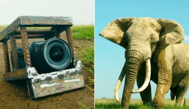 A Wildlife Filmmaker Put a Fujifilm GFX100 II in the Path of Bull Elephants