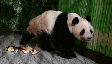 Japan's last two giant pandas return to China - news.cgtn.com