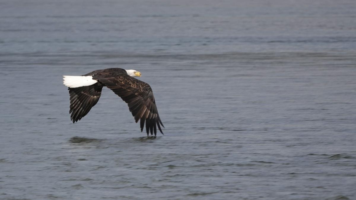 Bald Eagle extravaganza in Canada