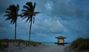 Rising seas and saltier soils are putting Florida's cabbage palm at great risk — even plants long considered resilient may struggle to survive.