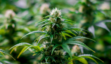 Four arrested after discovery of Derry "cannabis factory"