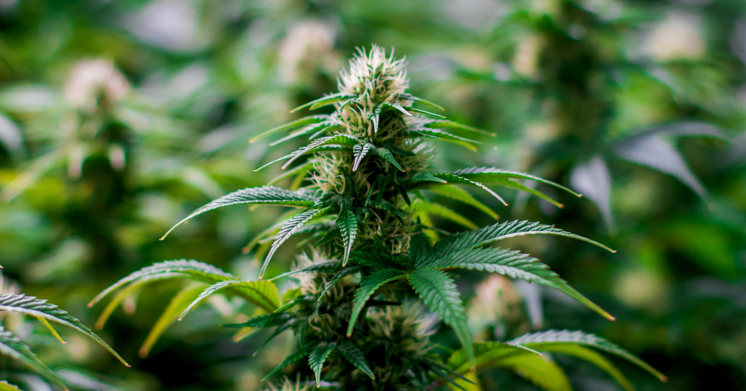 Four arrested after discovery of Derry "cannabis factory"