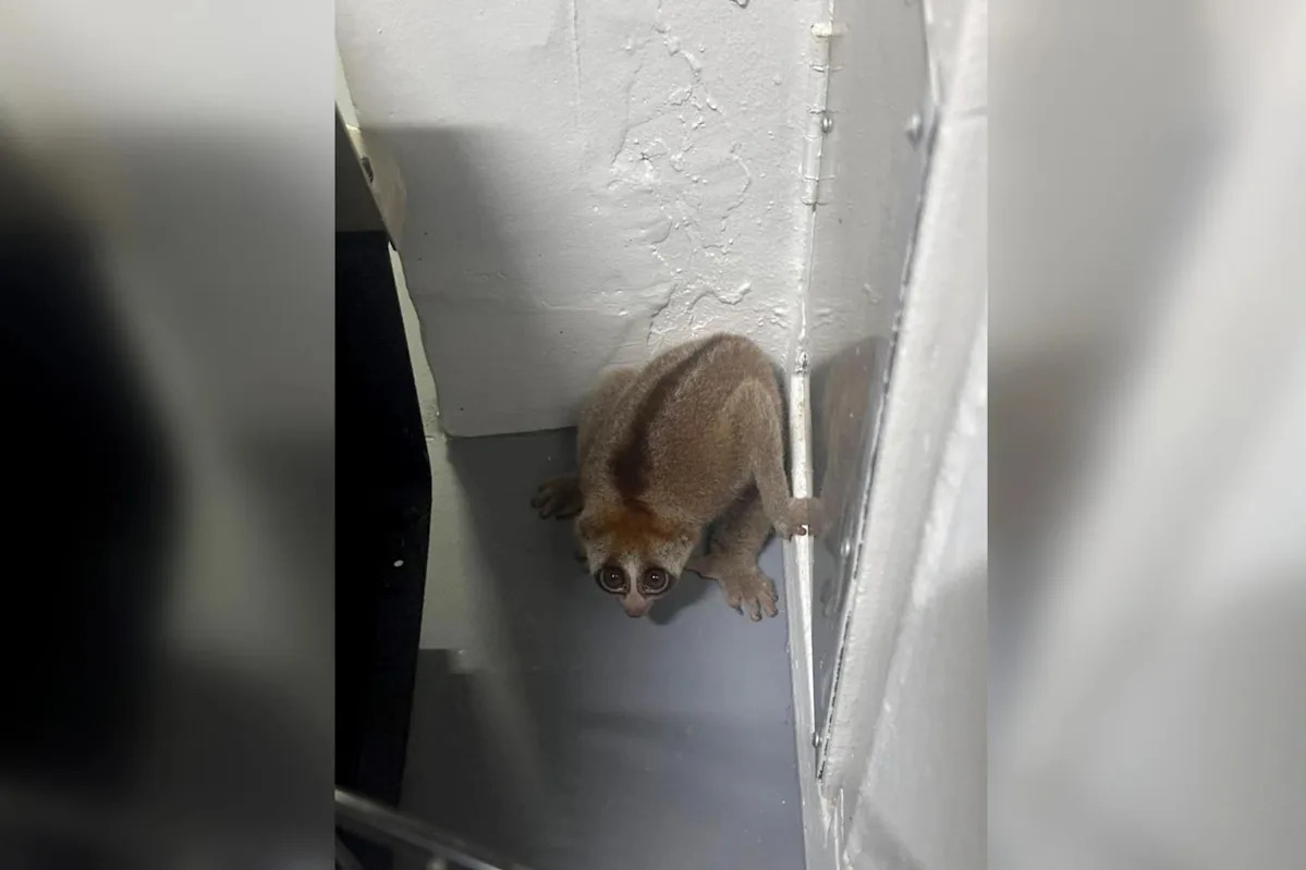 Endangered Sunda slow loris rescued from HDB block near Sin Ming