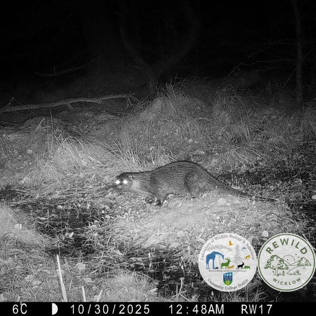 After waiting five-years to capture a photo of otters, ReWild Wicklow managed to capture four different images.